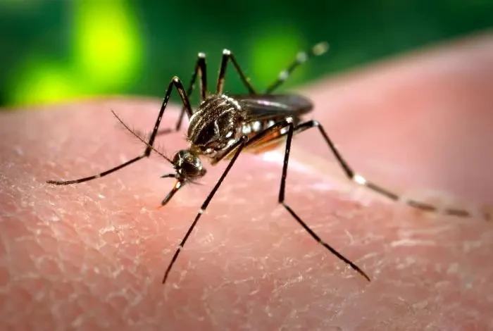 A close-up of a mosquito perched on human skin, ready to bite, with a blurred green background.